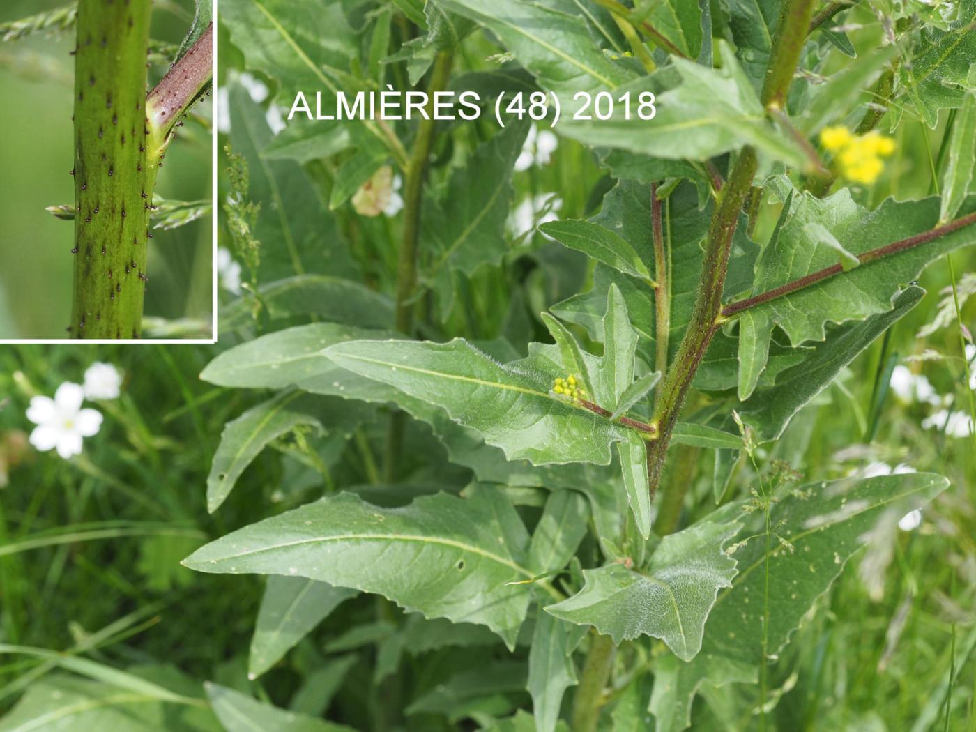 Corn Rocket, Eastern leaf